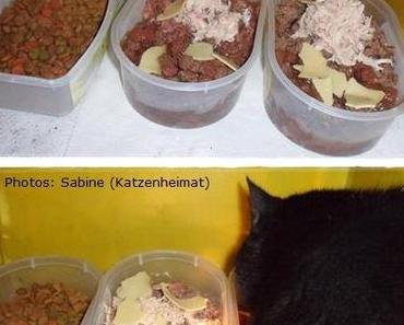 Einblicke in die Katzenheimat