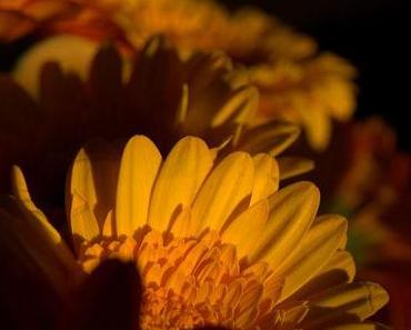 10 Dinge – Dezember 2011