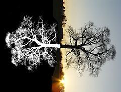 Egoismus - Die innere Balance von Gut und Böse