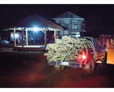 Cambodia: Illegal Logging in the Wild West.