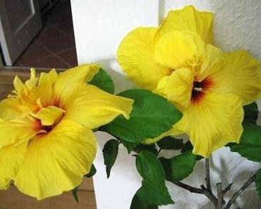 Blütenpracht ……