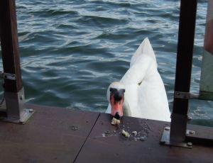 “Sonntags-(Schnapp)-Schuss“ – Blogparade – Nr. 4 ;-)