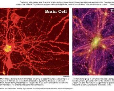 Universum vs. Gehirnzelle