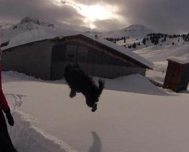 Schneeberge und fliegende Tibet Terrier