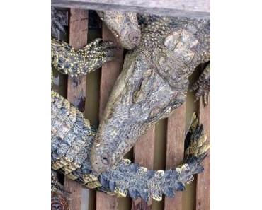 Kambodschas Tierwelt – Die Krokodile in der Schule