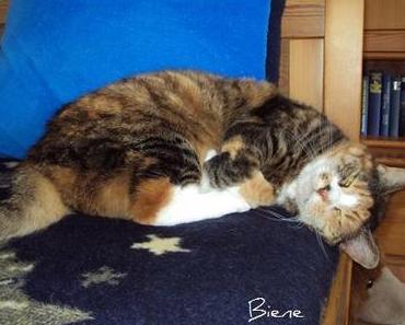 Biene freut sich …