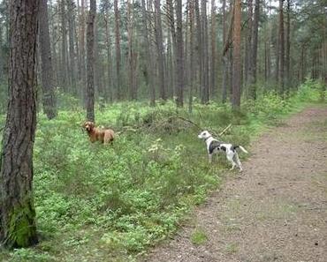 Tiere leben im Jetzt!