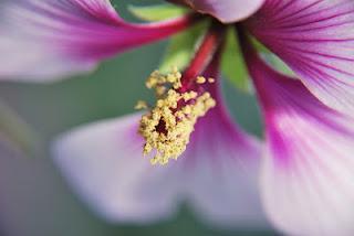 [Fotografie] - Eine Blume zum Valentinstag