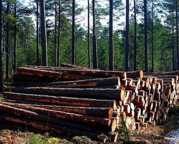 Holz-Investments bei ShareWood wachsen mit Brasiliens Aufschwung