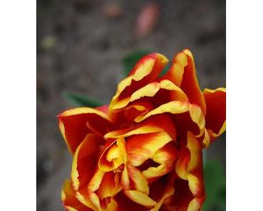 Komm heraus aus Deinem Haus!