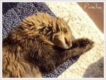 Sonnenkatzen :-)