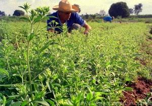 Ist Stevia eine chemische Bombe?