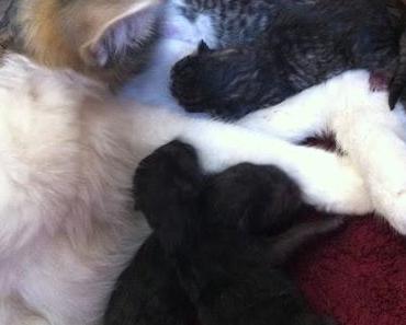 Wir unterbrechen für eine kurze Werbepause!