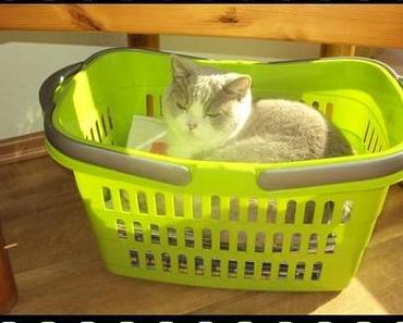 Chanel´s Lieblingsplatz