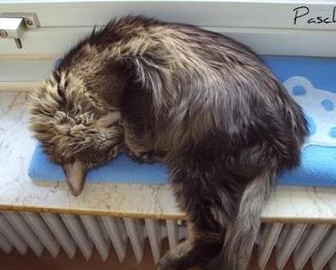 Pascha … gute Neuigkeiten! :-)