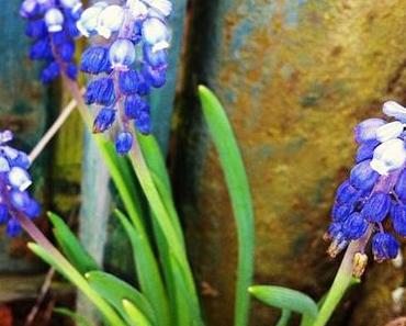 Zwei Frühlingsblumen-Schnappschüsse