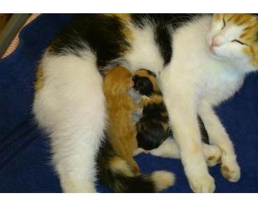 Nachwuchs in unserem Haus...