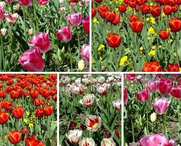 Ausflug in den Mannheimer Luisenpark