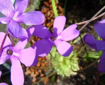 [119] Neues aus der Pflanzenwelt