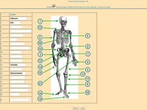 Biologie – Skelettaufbau des Menschen – Hilfe