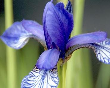 let it bloom