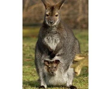 Tiergarten Straubing: Känguru "Nelly" hat Nachwuchs