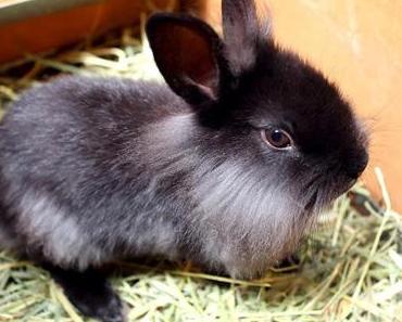 Say "hello" to my little friend