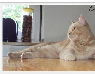 Armani´s “Posing” ツ