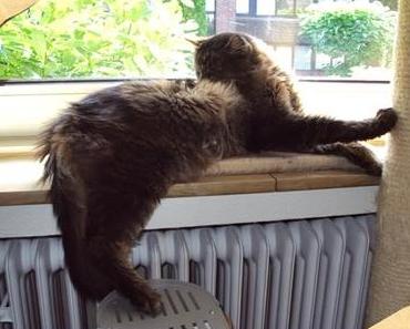 Pascha wird immer “stabiler” ツ