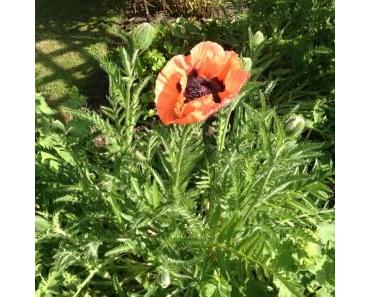 Seelennahrung für den Beginn der Wechseljahre