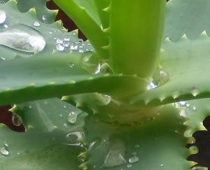 Wunderwaffe Aloe vera: Der Alleskönner stellt sich vor