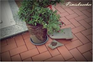 [Mein erster...] Frage-Foto-Freitag