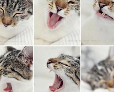Home is, where your cat sleeps