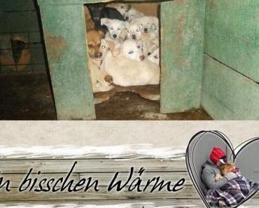 Die ehemalige Tötungsstation in Giurgiu !!!