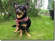 Hündische Evolution