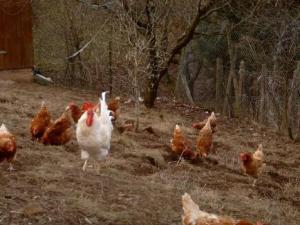 Lustige Gedichte für zwischendurch von Heidi Huber: Hahn Helmut