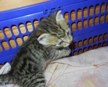 Wenn man Tiere loswerden will…