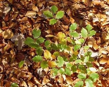 Blätter fallen