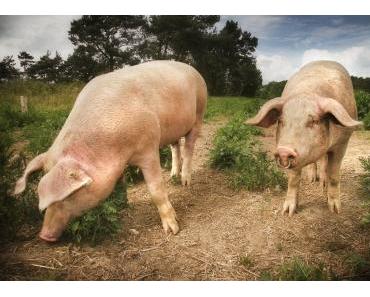 reduziert essen – von Schweinereien und Fußabdrücken
