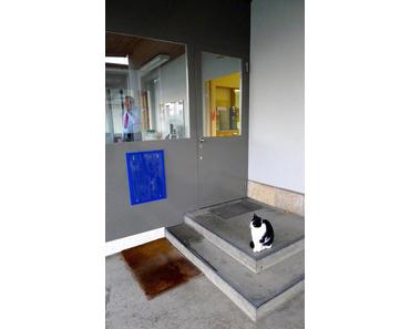 Felix und Sorbus aucuparia