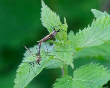 Millionen genetisch veränderte Moskitos freigelassen – ohne Risikoprüfung oder Kontrollen
