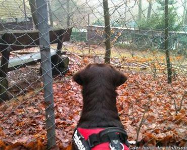 Ausflug in den Zoo mit Hunden