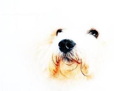 Simple White [Color me happy!]