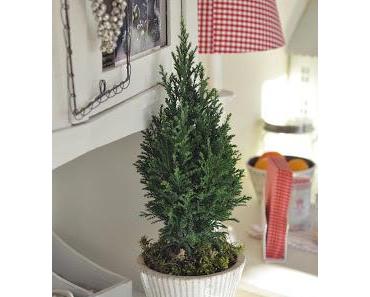 Bevor hier entweihnachtet wird....