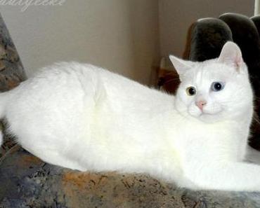 the new way to get an oscar