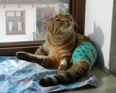 Immer wieder abenteuerlich: Meine Pflegekatzen