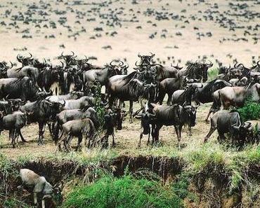 Blog Connect oder Die Wanderung der Gnus