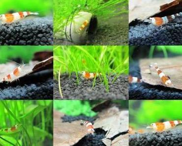 Meine neuen Mitbewohner.