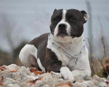 Michele Angelo Kooperation mit DogsGuard...