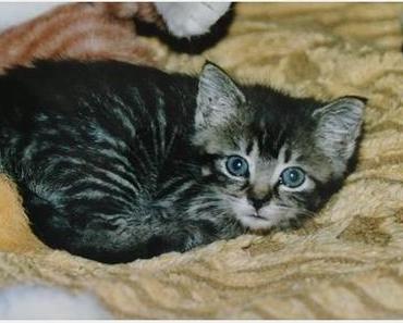 “Baby” Flöhchen ♥